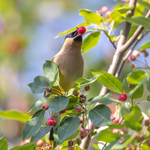 Lessons from The Serviceberry: how ATS nourishes leaders to share their gifts